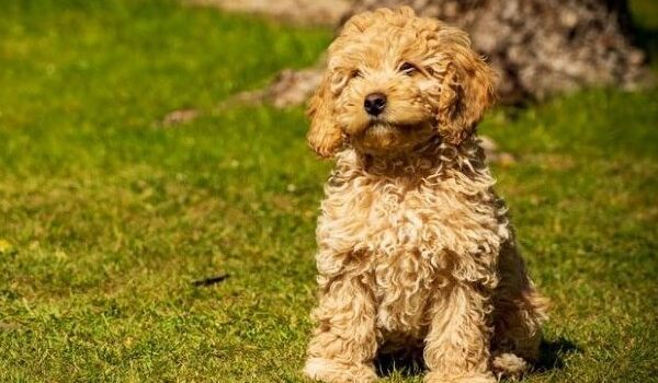 cavapoo